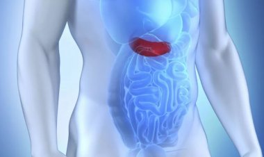 L'organe caché qui agit en silence. Les maladies graves qu'ils développent