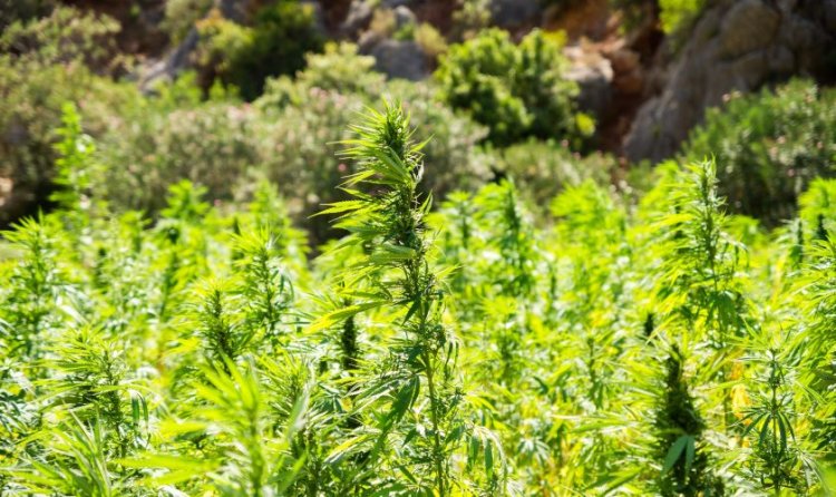 Le pays où le cannabis est cultivé dans les jardins des gens. Une seule condition doit être remplie