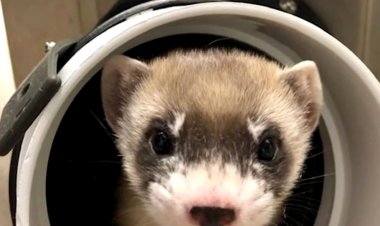 Elizabeth Ann, le premier clone de furet à pattes noires, cherche maintenant un partenaire