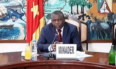Cameroun - Pénurie de blé : Promotion des farines de féculents locaux comme produits de substitution aux importations de blé.