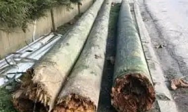 Cameroun - Électricité : L'incongruité du choix des poteaux en bois dans le transport de l'électricité