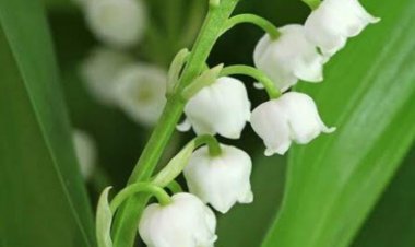 Le muguet : quel rapport avec la Fête du travail ?