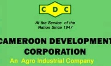 Cameroun - Agro-industrie : La Cameroon Development Corporation veut s'investir dans la production d'huile de palme et de caoutchouc