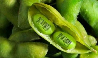 Le Great Reset inclut désormais les aliments "génétiquement modifiés".
