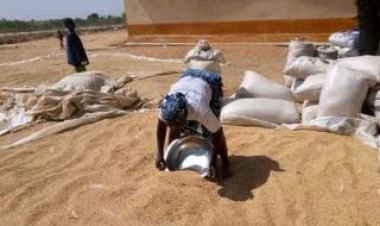 Cameroun - Office céréalier : Le financement dérisoire de la lutte contre la famine du Gouvernement