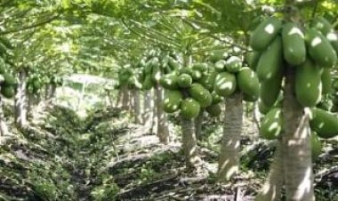 Cameroun - Agriculture : La BAD s'engage en faveur de l'autosuffisance alimentaire et la restauration de la dignité africaines