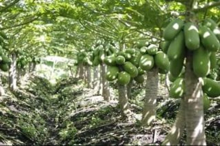 Cameroun - Agriculture : La BAD s'engage en faveur de l'autosuffisance alimentaire et la restauration de la dignité africaines