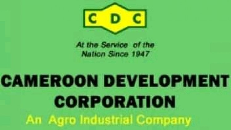 Cameroun - Agro-industrie : La Cameroon Development Corporation veut s'investir dans la production d'huile de palme et de caoutchouc