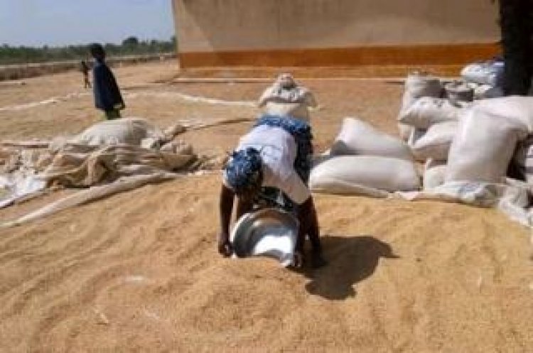 Cameroun - Office céréalier : Le financement dérisoire de la lutte contre la famine du Gouvernement