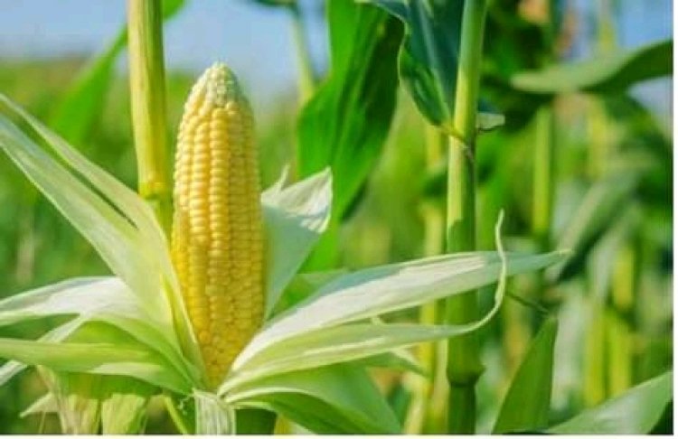 Cameroun - Office céréalier : Proposition de production de farine de maïs et volonté d'extension de prérogatives.