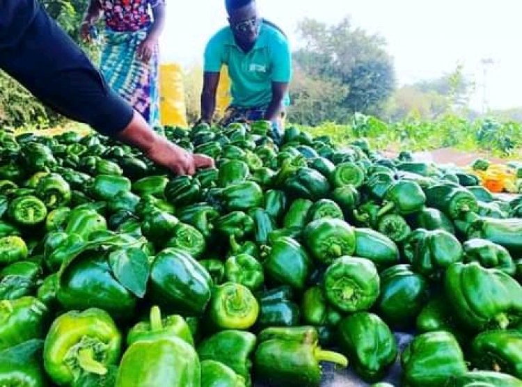 Cameroun - Agriculture : La BAD s'engage en faveur de l'autosuffisance alimentaire et la restauration de la dignité africaines