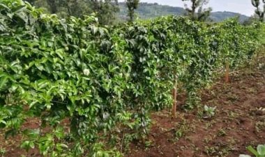 Cameroun - Agriculture : Lutte contre la vie chère