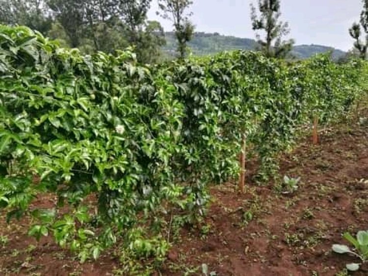 Cameroun - Agriculture : Lutte contre la vie chère