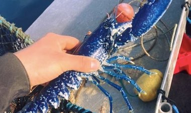 Etats Unis : Un pêcheur a attrapé un homard bleu extrêmement rare dans le Mount Desert Island