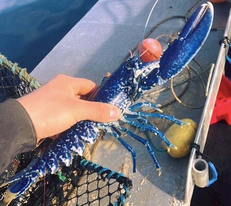 Etats Unis : Un pêcheur a attrapé un homard bleu extrêmement rare dans le Mount Desert Island
