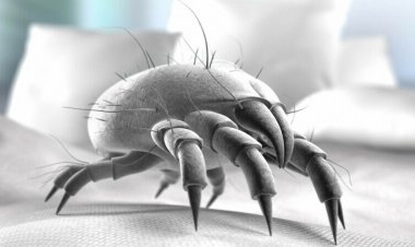Découverte choquante : Ce que les créatures microscopiques font sur notre visage quand nous dormons
