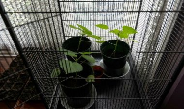 La plante qui vous fait vous suicider. Pourquoi est-elle gardée dans une cage
