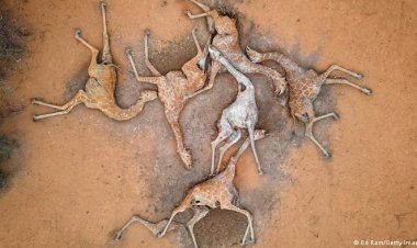 Situation tragique au Kenya : Des centaines d'animaux sauvages sont morts à cause de la sécheresse