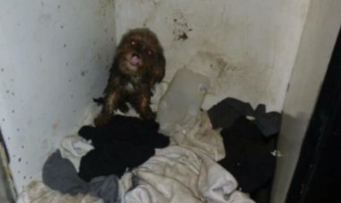 Petite fille avec le corps souillé d'excréments, retrouvée par la police près de la carcasse d'un chien, dans la maison de ses parents. Dans quel état étaient ses frères ?