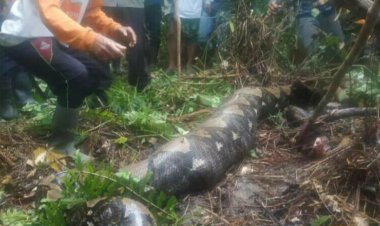 Une grand-mère a été avalée toute entière par un énorme serpent