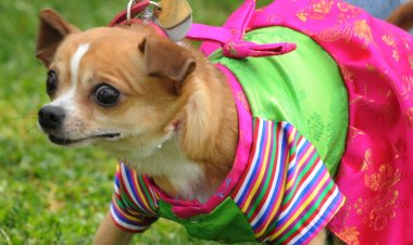 Une femme a vendu sa voiture et puisé dans l'argent de son héritage pour payer l'opération cardiaque de son chien