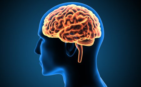 Le cerveau des retraités: Nouvelle découverte scientifique