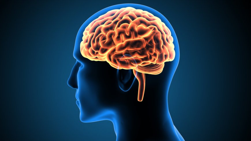Le cerveau des retraités: Nouvelle découverte scientifique