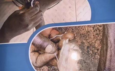Éradication de la dracunculose : l’heure de l’examen en Afrique