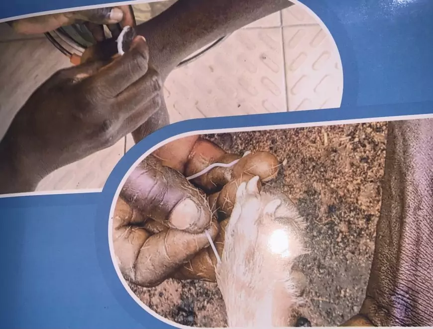 Éradication de la dracunculose : l’heure de l’examen en Afrique