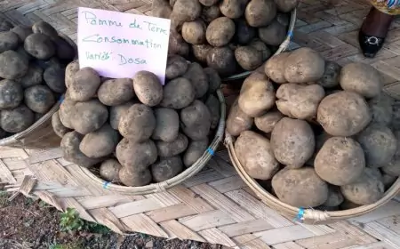 Consommation / Département des Bamboutos : La pomme de terre au-devant de la scène