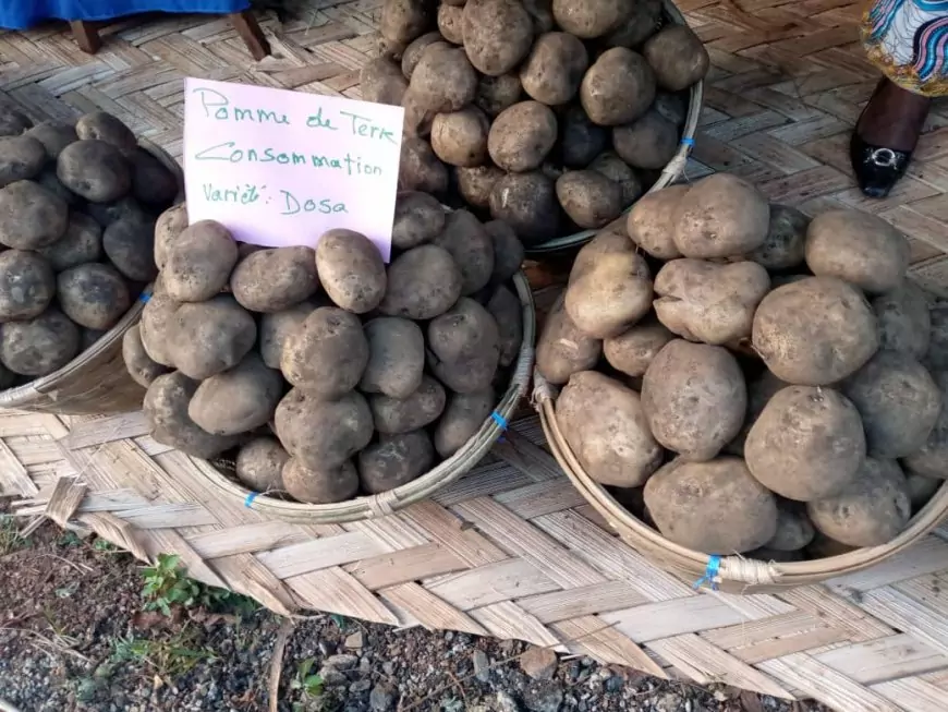 Consommation / Département des Bamboutos : La pomme de terre au-devant de la scène