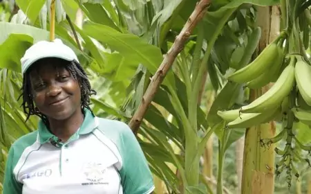 Festival International de la banane-plantain : Tony Obam et les brésiliens ce lundi chez les ministres des marchés publics, du commerce, des travaux publics, de l’énergie et de l’eau et a SASF Group