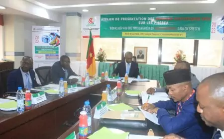 Données statistiques 2023 des pmeesa : le Cameroun enregistre une augmentation de l'ordre de 19 600 nouvelles PME créées