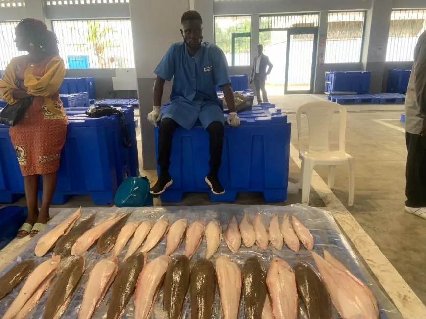 Coopération bilatérale : le Japon et le Cameroun rendent fonctionnel le Débarcadère et marché aux poissons de Youpwé