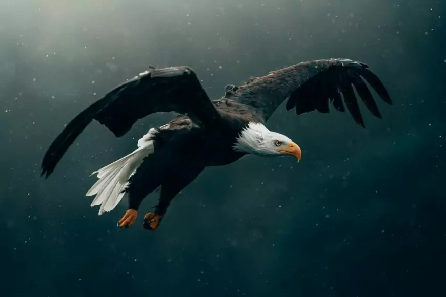 Les 7 secrets de l'aigle pour dominer ta vie et attindre tes reves