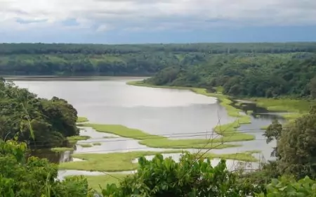 Protection de la biodiversité : le Cameroun veut atteindre ses 28 Objectifs nationaux
