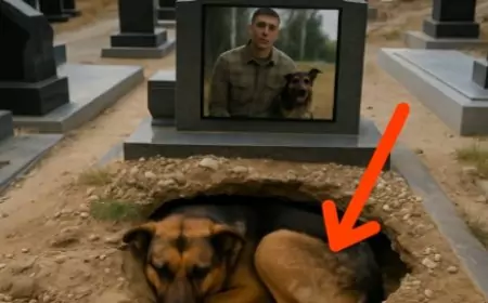Tout le monde pensait que ce chien était en deuil suite au décès de son maître... Mais un vétérinaire a découvert quelque chose de tout à fait stupéfiant lorsqu’il l’a examiné