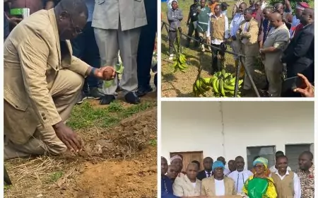 Au Cameroun, Tony Obam mise sur la banane-plantain pour créer des multimillionnaires