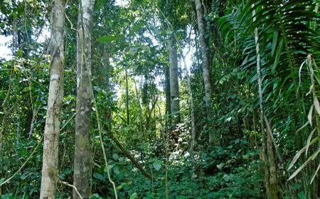 Classement de la forêt d'Ébo dans le domaine privé de l'État : La communauté Banen attend le verdict du Tribunal administratif du Littoral.
