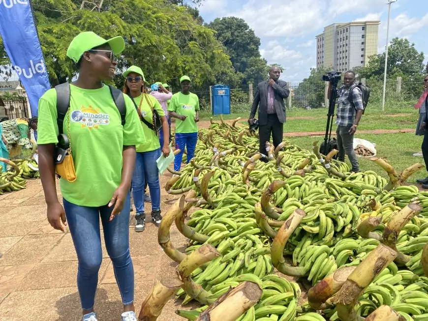 Cameroun : lancement du 4ème Festival international de la banane-plantain à Yaoundé