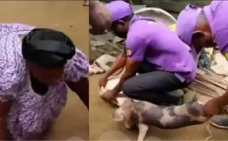 Lutte contre l'élevage des porcs en milieu urbain à Douala